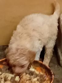 Lagotto romagnolo