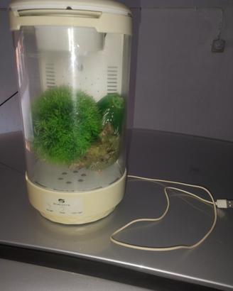 aquario pesci