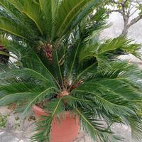Cycas in vaso 