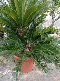 Cycas in vaso 