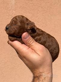 Cucciolo di Barboncino Red Dark Toy Mini Maschio