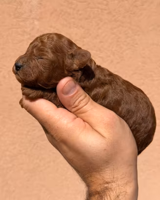 Cucciolo di Barboncino Red Dark Toy Mini Maschio