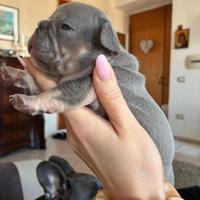 Cuccioli Bulldog francese