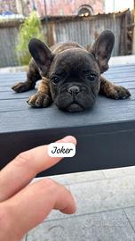 Bulldog francese