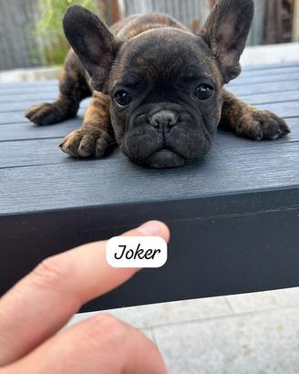 Bulldog francese