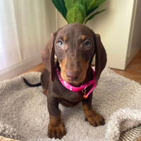 Cuccioli di bassotto