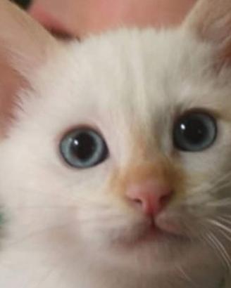 Cuccioli di gatto SIAMESE THAI