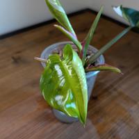 philodendron White princes 