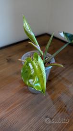 philodendron White princes 