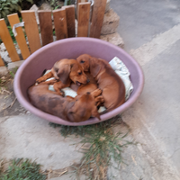 Cucciolo bassotto fulvo maschio