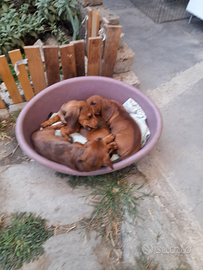 Cucciolo bassotto fulvo maschio