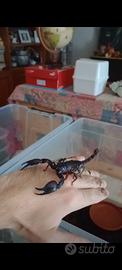 Heterometrus Laoticus