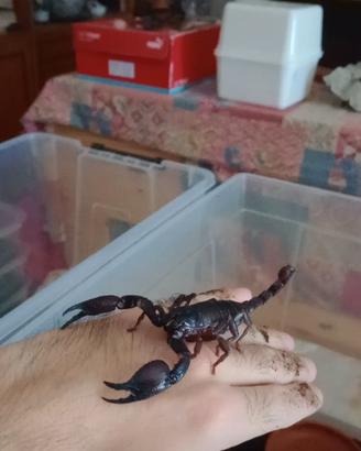 Heterometrus Laoticus