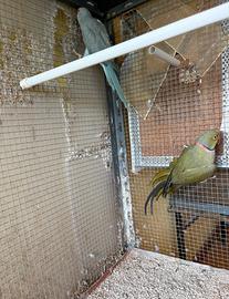 Parrocchetto dal collare maschio oliva