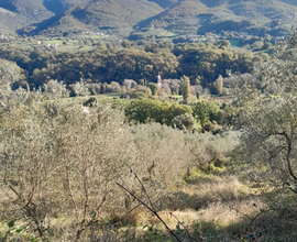 Vendesi terreno con alberi di olive vicino terni