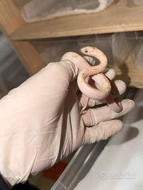 Serpente del grano