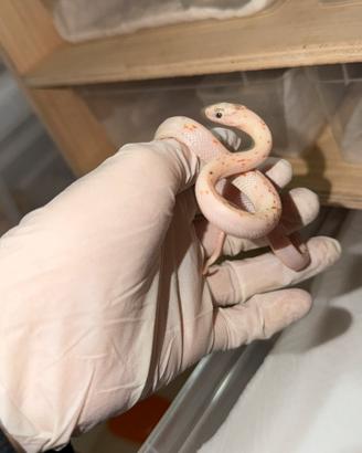 Serpente del grano