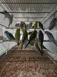 Pappagalli cocorite in molte mutazioni