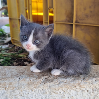 Gatti, gattini