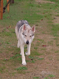 Cucciolone di cane lupo cecoslovacco