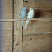 Parrocchetti dal collare