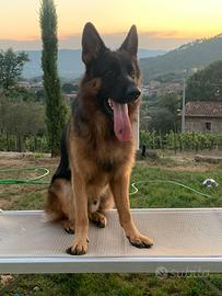 Pastore Tedesco per monta