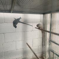 Coppia parrocchetti dal collare