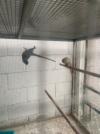 Coppia parrocchetti dal collare