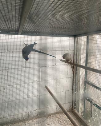 Coppia parrocchetti dal collare