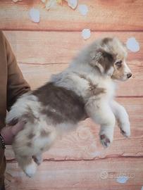 Femmina pastore australiano cucciola pedigree