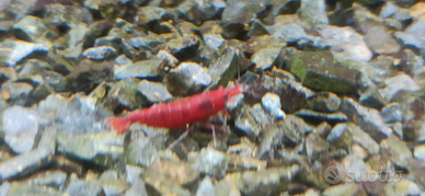 Caridine bloody Mary selezionate con cura