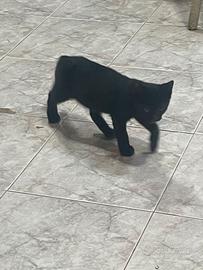 Prince 3 mesi