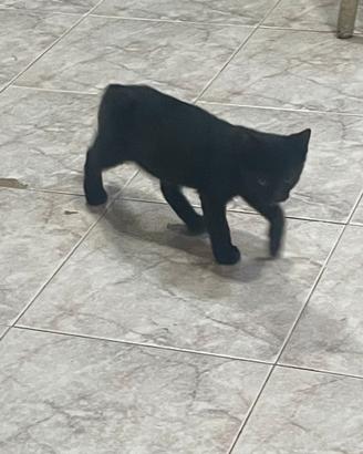 Prince 3 mesi