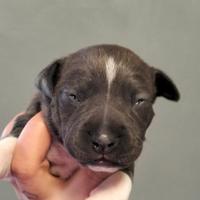 Amstaff blu con pedigree