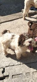 cucciolo di lagotto romagnolo 