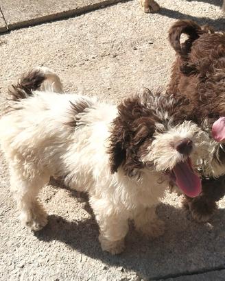 cucciolo di lagotto romagnolo 