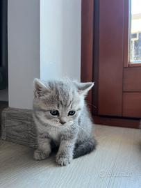 Gattini british shorhair