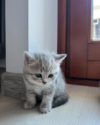 Gattini british shorhair