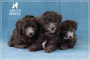 barboncino-grigio-nano-toy