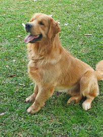 Golden retriever