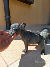 Cuccioli di bulldog francese blu occhi azzurri
