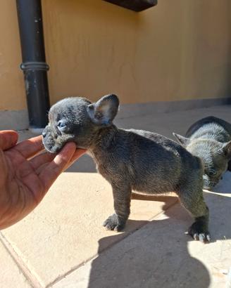 Cuccioli di bulldog francese blu occhi azzurri
