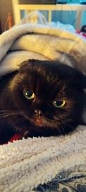 GATTINI scottish fold originali