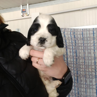 Cocker spaniel inglese disponibile per monta