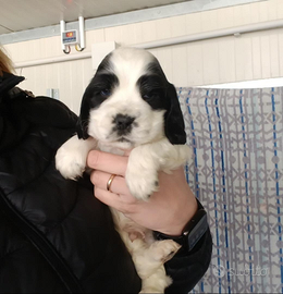 Cocker spaniel inglese disponibile per monta