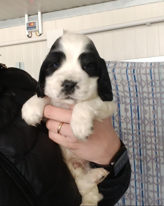 Cocker spaniel inglese disponibile per monta