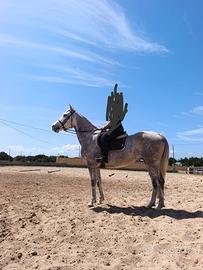 Anglo arabo