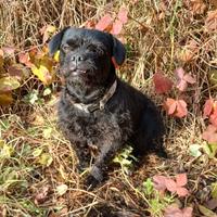 Cane meticcio maschio sterilizzato