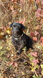 Cane meticcio maschio sterilizzato