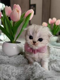 Gattina British Long Hair (Femmina)